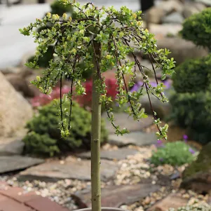 

Ива Симулатрикс на штамбе 80 см