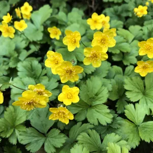 

Вальдштейния Форрест Сан тройчатая