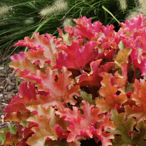 

Гейхера Оранж Берри Раффлз