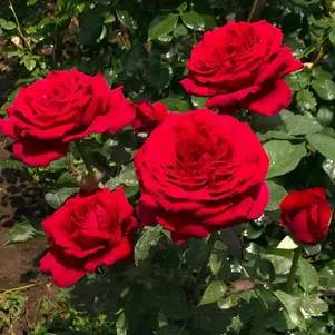 

Роза Ботеро чайно-гибридная