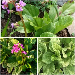 

Бадан Галина Серова