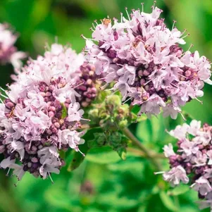 

Душица обыкнвенная