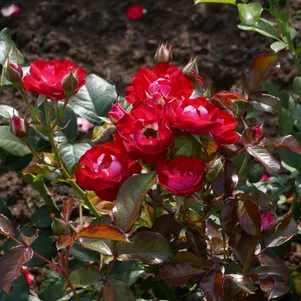 

Роза Роуз дер Айнхайт