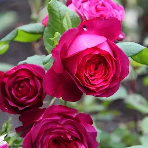 

Роза Гете Роуз чайно-гибридная