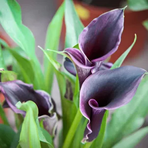 

Калла Акела