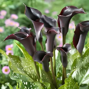 

Калла Кантор