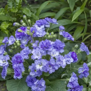 

Примула Кристалл полиантовая