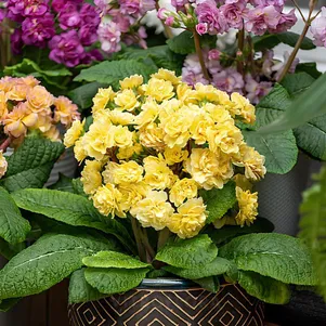 

Примула Претти Джерси Крим