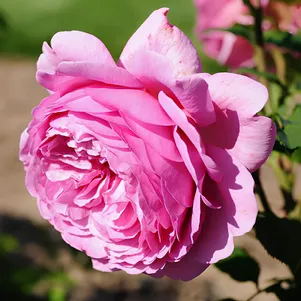 

Роза Аленушка