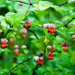 

Бересклет бородавчатый