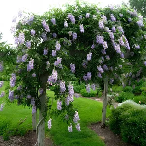 

Глициния макростахия Блю Мун