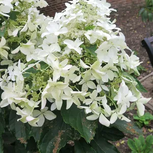 

Гортензия Жемчужина Осени метельчатая