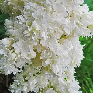 

Сирень Вологодское кружево