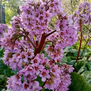 

Бадан сердцелистный