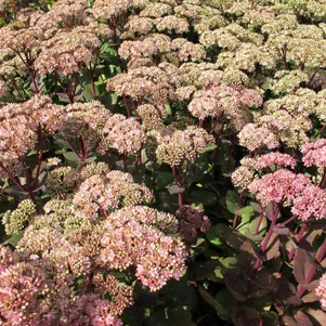 

Очиток (седум) Матрона