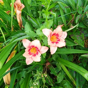 

Лилейник Дженис Браун