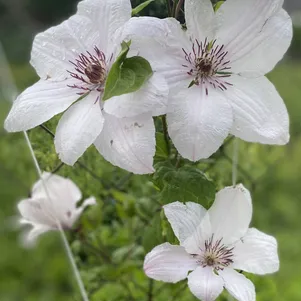 

Клематис Сноу Квин (Снежная королева) крупноцветковый (2)