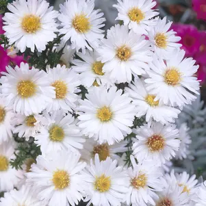 

Астра Вайт Ледиз новобельгийская