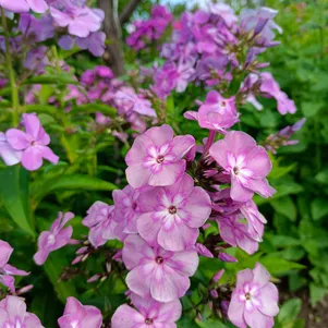 

Флокс Селена