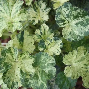 

Гейхера Геркулес