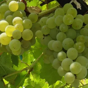 

Виноград Алешенькин плодовый