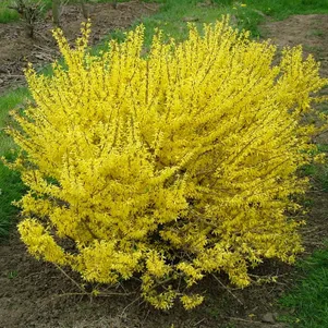 

Форзиция Миниголд