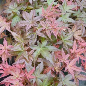 

Клен Бени Майко