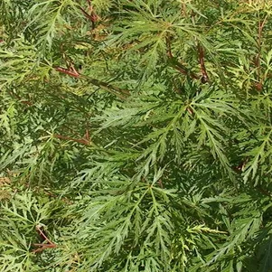 

Клен Эмеральд Лейс