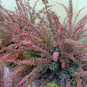 

Барбарис Тунберга Коронита