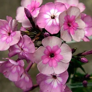 

Флокс Меджик Блу метельчатый