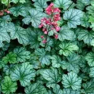 

Гейхера Париж