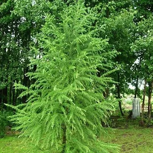 

Лиственница Кемпфера