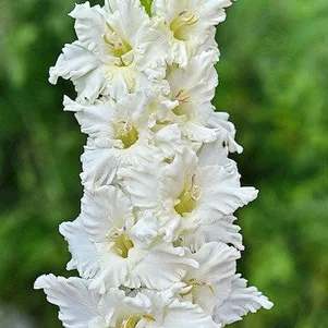 

Гладиолус Франт