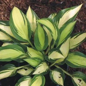 

Хоста Тонг оф Флейм (M)