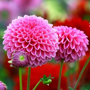 

Георгина Сандра шаровидная