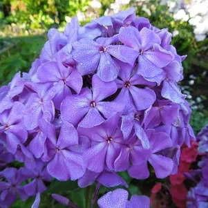 

Флокс Блу Мун растопыренный