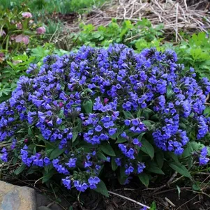 

Медуница Блю Энсайн