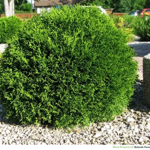 

Туя Литл Гиант шаровидная