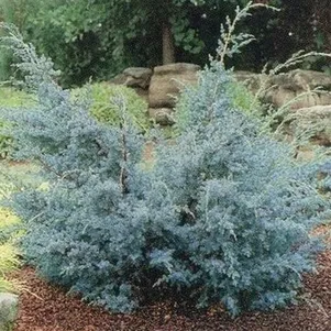 

Можжевельник китайский Блю Альпс