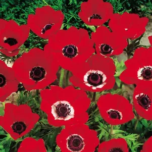 

Анемона (Ветреница) Голландия 10 шт