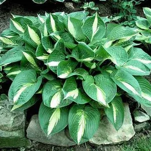 

Хоста Энн Кульпа (M)