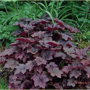 

Гейхера Палас Пурпл