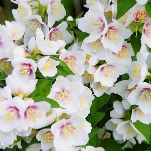 

Чубушник Бель Этуаль