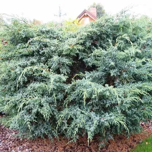 

Можжевельник чешуйчатый Мейери