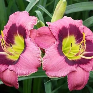 

Лилейник Олвэйс Автенун