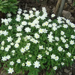 

Анемона (Ветреница) дубравная