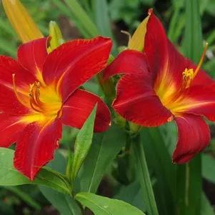 

Лилейник Анзак