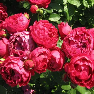 

Роза Аскот чайно-гибридная, Тантау (лиц)