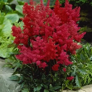 

Астильба Арендса Гранат