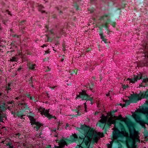 

Астильба Элизабет ван Вин японская